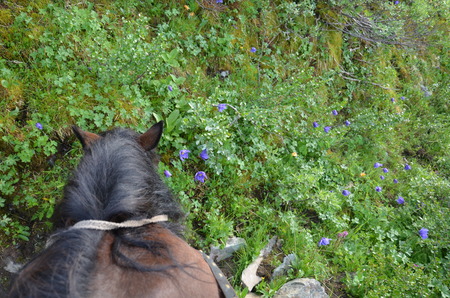 Travel to Altay Mountainsの写真素材