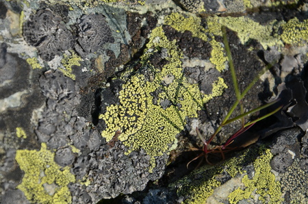 Closeup of a tree bark texture with mossの写真素材