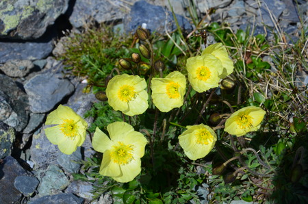 Flower Trollius. Open flower Trolliusの写真素材