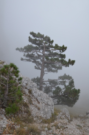 The Mount Ai-Petri over the Black Sea in Crimea, Russia. Ai-Petri is one of the highest mountains in Crimea and tourist attraction.の写真素材