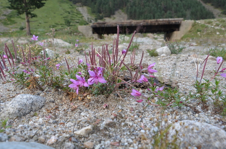 Flowers in the mountains Chamaenerion colchicum in Elbrusの写真素材