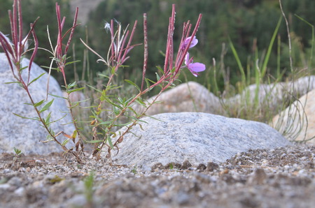 Flowers in the mountains Chamaenerion colchicum in Elbrusの写真素材