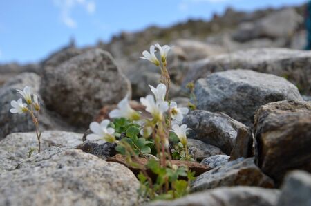 Acclimatization in the foothills of Mount Elbrusの写真素材