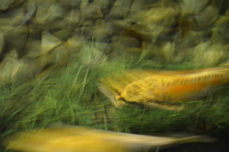 Fancy carp or Koi fish swimming at pond in the garden
