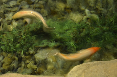 Fancy carp or Koi fish swimming at pond in the gardenの写真素材