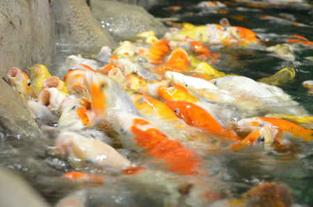 Fancy carp or Koi fish swimming at pond in the gardenの写真素材