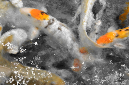 Fancy carp or Koi fish swimming at pond in the gardenの写真素材