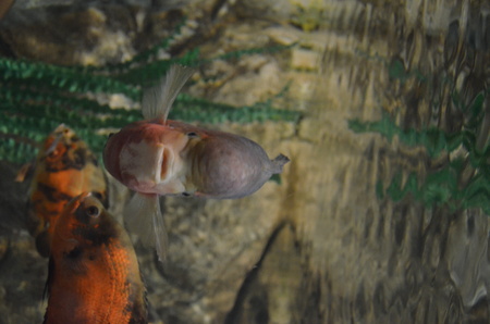 People viewing marine life in the underwater tunnelの写真素材