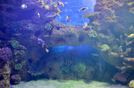 People viewing marine life in the underwater tunnelの写真素材