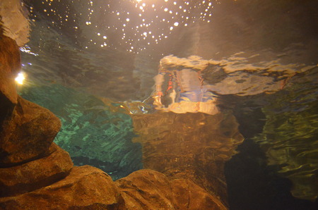 People viewing marine life in the underwater tunnelの写真素材