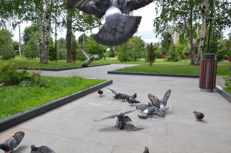 picture of a flying flock of pigeons in Izhevskの写真素材