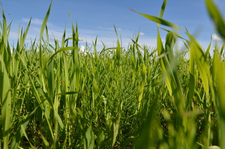 Field with yellow dandelions and blue sky.の写真素材
