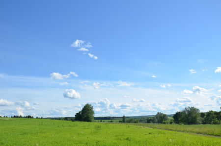 Field with yellow dandelions and blue sky.の写真素材