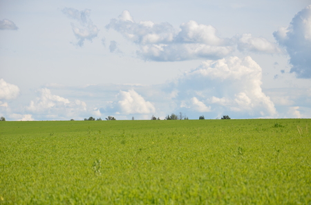 Field with yellow dandelions and blue sky.の写真素材