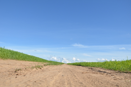 Field with yellow dandelions and blue sky.の写真素材