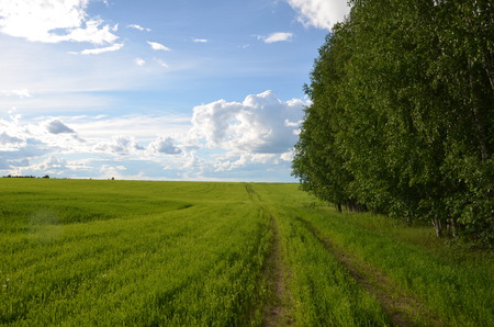 Field with yellow dandelions and blue sky.の写真素材