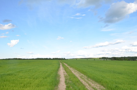 Field with yellow dandelions and blue sky.の写真素材