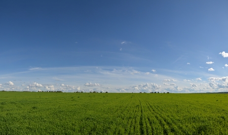 Field with yellow dandelions and blue sky.の写真素材