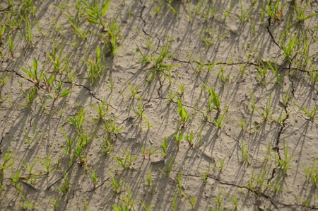 The plants grow on the dry ground. Plants try to live the next life. Environment is not conducive to growth. The idea of life is to live with the space available.の写真素材