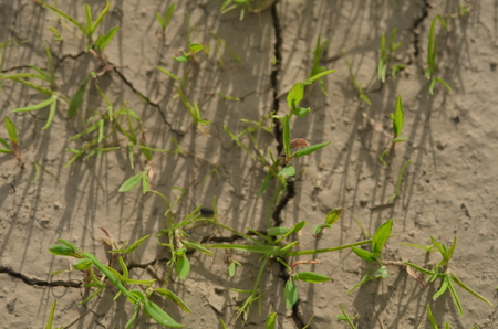 The plants grow on the dry ground. Plants try to live the next life. Environment is not conducive to growth. The idea of life is to live with the space available.の写真素材