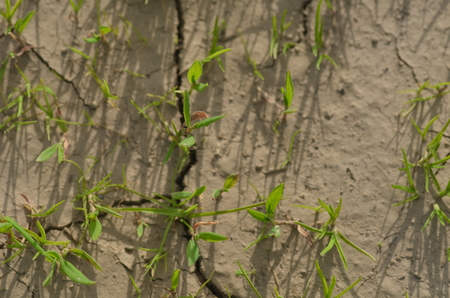 The plants grow on the dry ground. Plants try to live the next life. Environment is not conducive to growth. The idea of life is to live with the space available.の写真素材