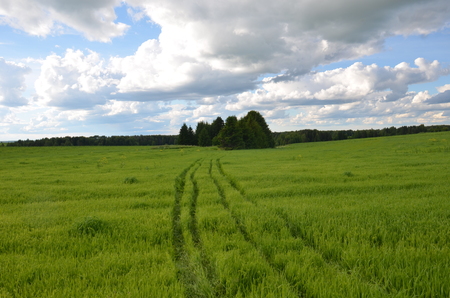 Field with yellow dandelions and blue sky.の写真素材