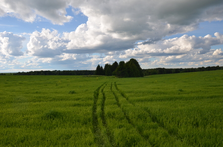 Field with yellow dandelions and blue sky.の写真素材