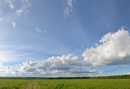 Field with yellow dandelions and blue sky.の写真素材