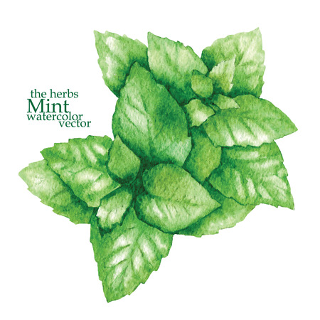 Hand made vector sketch of plants made in vintage styleのイラスト素材