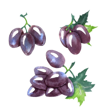 Watercolor sketch of wine and grapes. Vector illustration.のイラスト素材