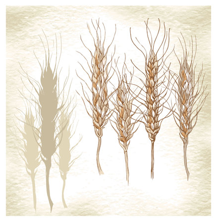 Hand made vector sketch of bread and spikes. Vector illustration.のイラスト素材