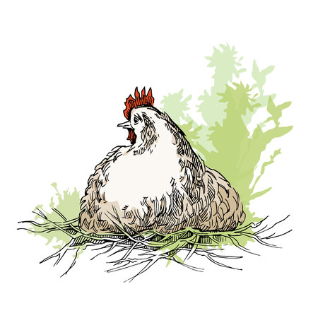 Hand made sketch of chiken. Vector illustration.のイラスト素材