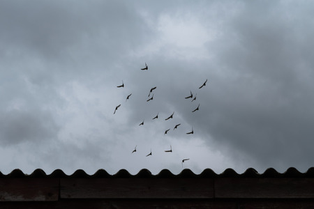 Flock of flying pigeons under dramatic sky with a bit  abstract bottom borderの写真素材