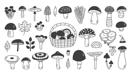 Forest Mushrooms Doodle Icons Set. Hand drawn fungus line symbols clipart. Autumn Fall Fantasy Design elements in cartoon sketch style. Isolated vector illustrationのイラスト素材