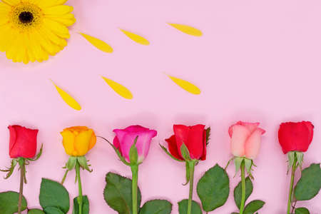 Spring flowers on a pink background. Spring or summer floral background with copy space for text....