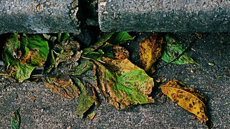 Resting leafsの写真素材