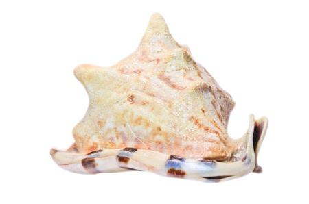 Sea shell isolated on whiteの写真素材