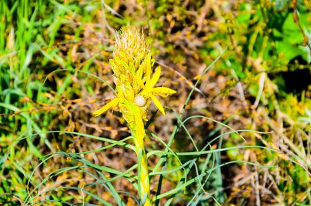 Yellow asphodeline in springの写真素材
