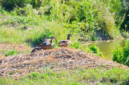 Ducks near the pond  in late summerの写真素材