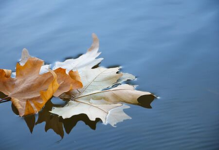 Fallen yellow leaf on the water in autumnの写真素材
