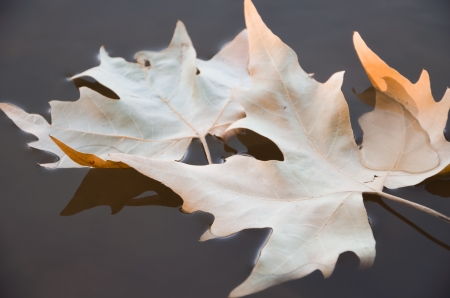 Fallen leaves on the water in autumnの写真素材