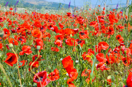 Beautiful  field of poppies over blue sky in Crimeaの写真素材