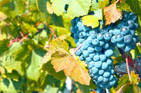 Grapes in vineyard in Balaclava. Crimea, Ukraine.