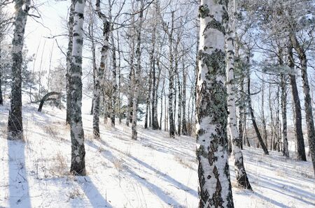 Background of Birch wood in winter in Crimeaの写真素材