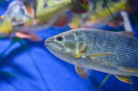 Close up of fish in blue aquariumの写真素材