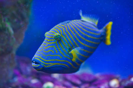 Close up of fish in blue aquariumの写真素材