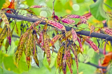 Background of branch of tree in springの写真素材