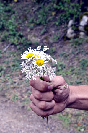 White Flowers holding in hand for presentの写真素材