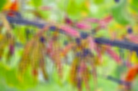 Defocused colorful backgroundの写真素材