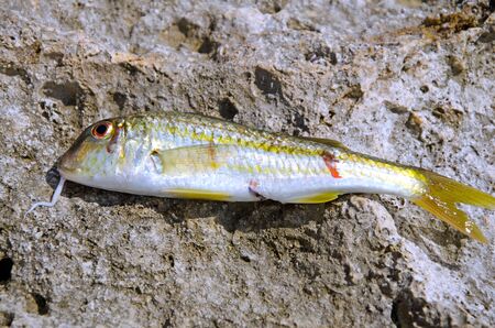 Close up of fresh fish over stones on the beachの写真素材